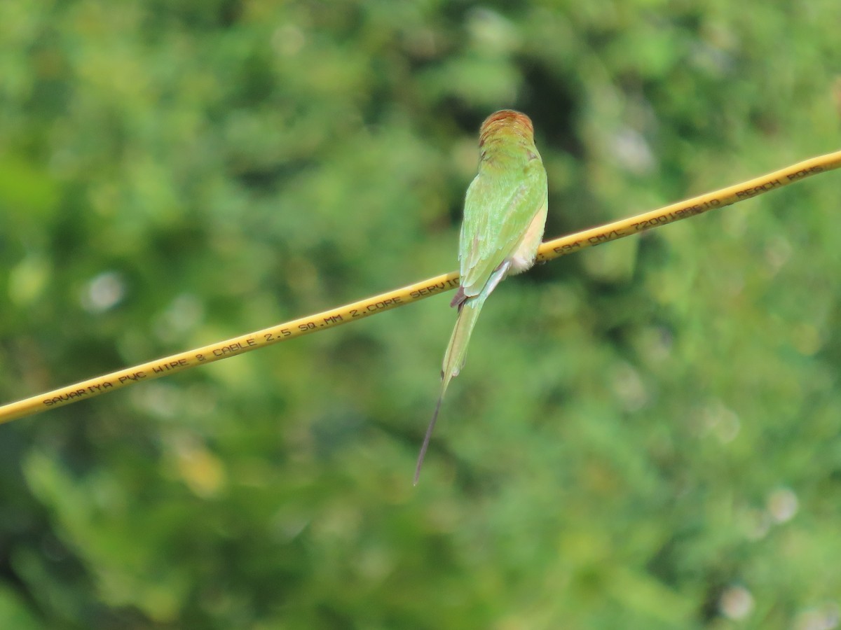 Asian Green Bee-eater - ML643338365