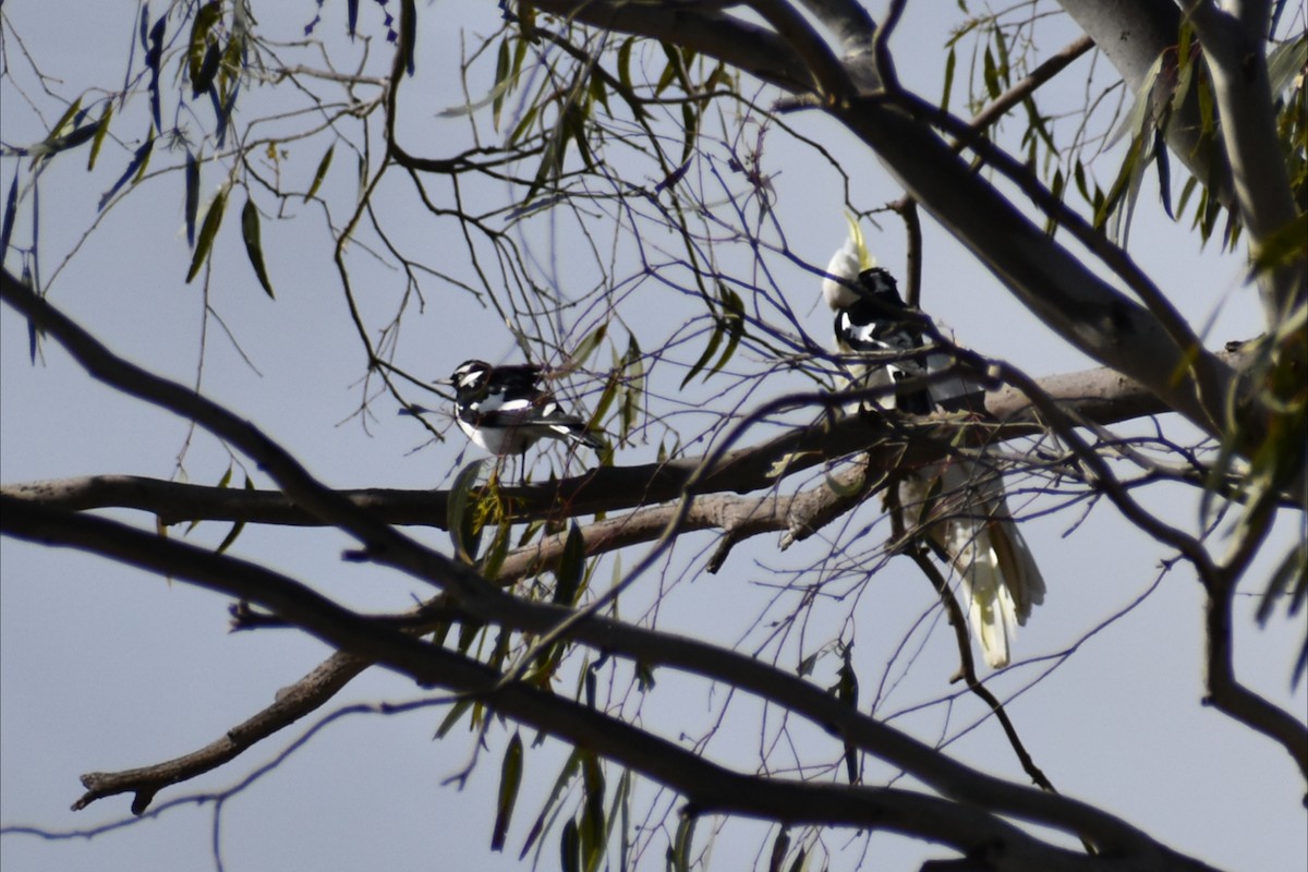 Magpie-lark - ML643338366