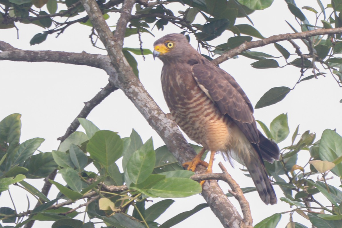 Roadside Hawk - ML643338368