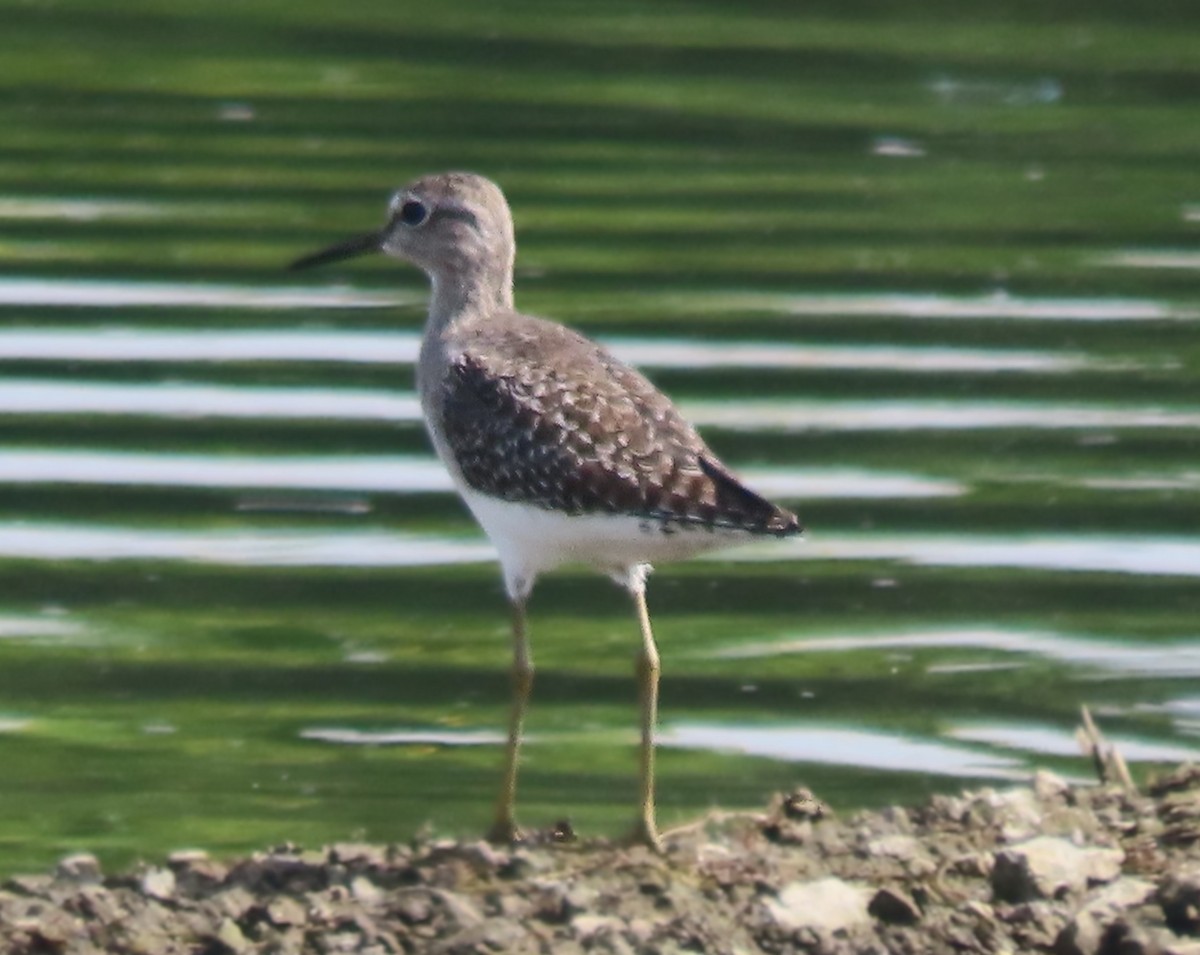 Wood Sandpiper - ML643338374