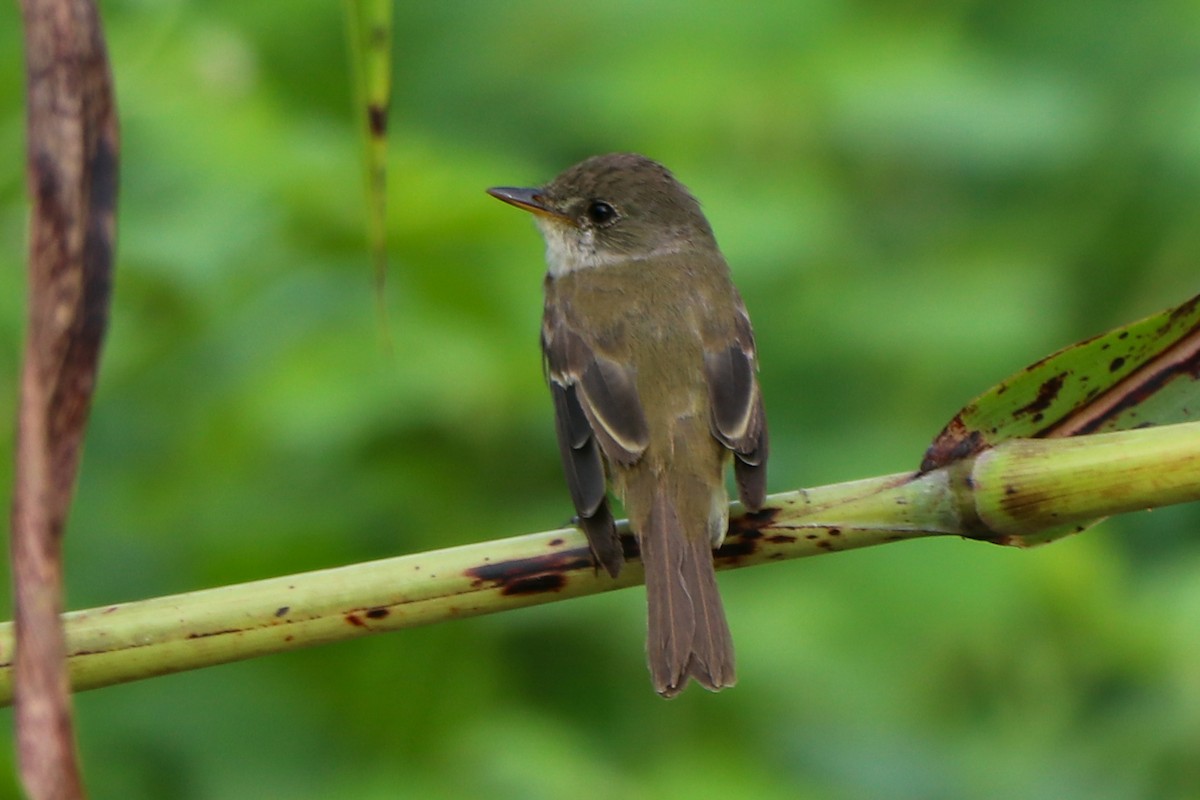 Willow Flycatcher - ML643338375