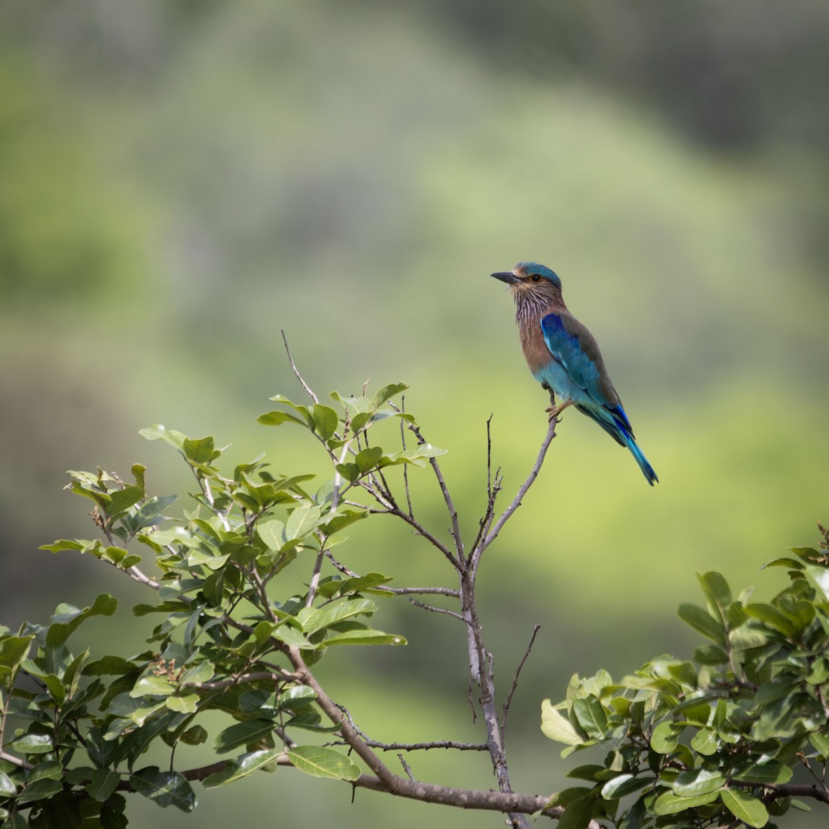 Indian Roller - ML643338377