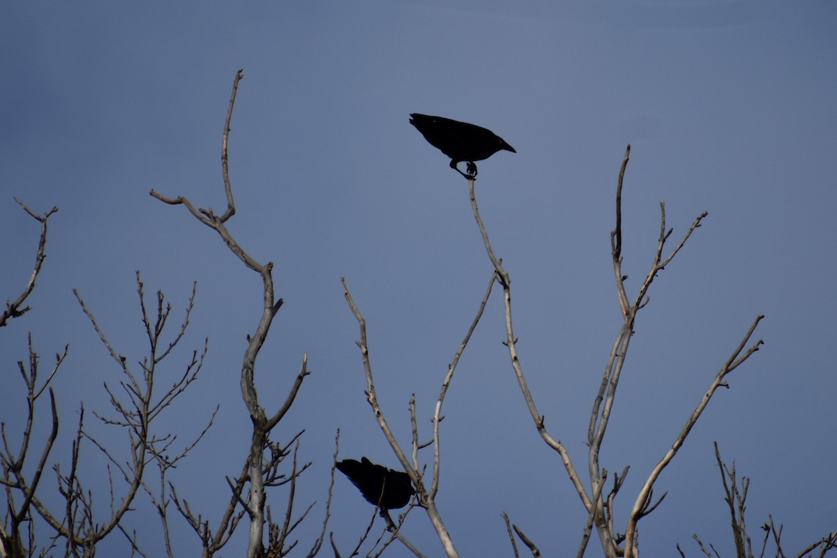 Little Raven - ML643338379