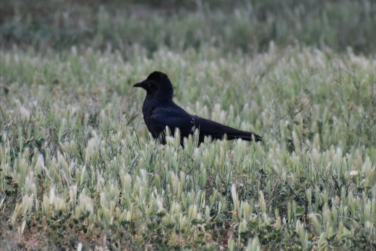 Little Raven - ML643338381