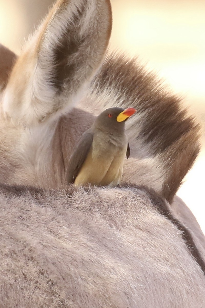Yellow-billed Oxpecker - ML643338392