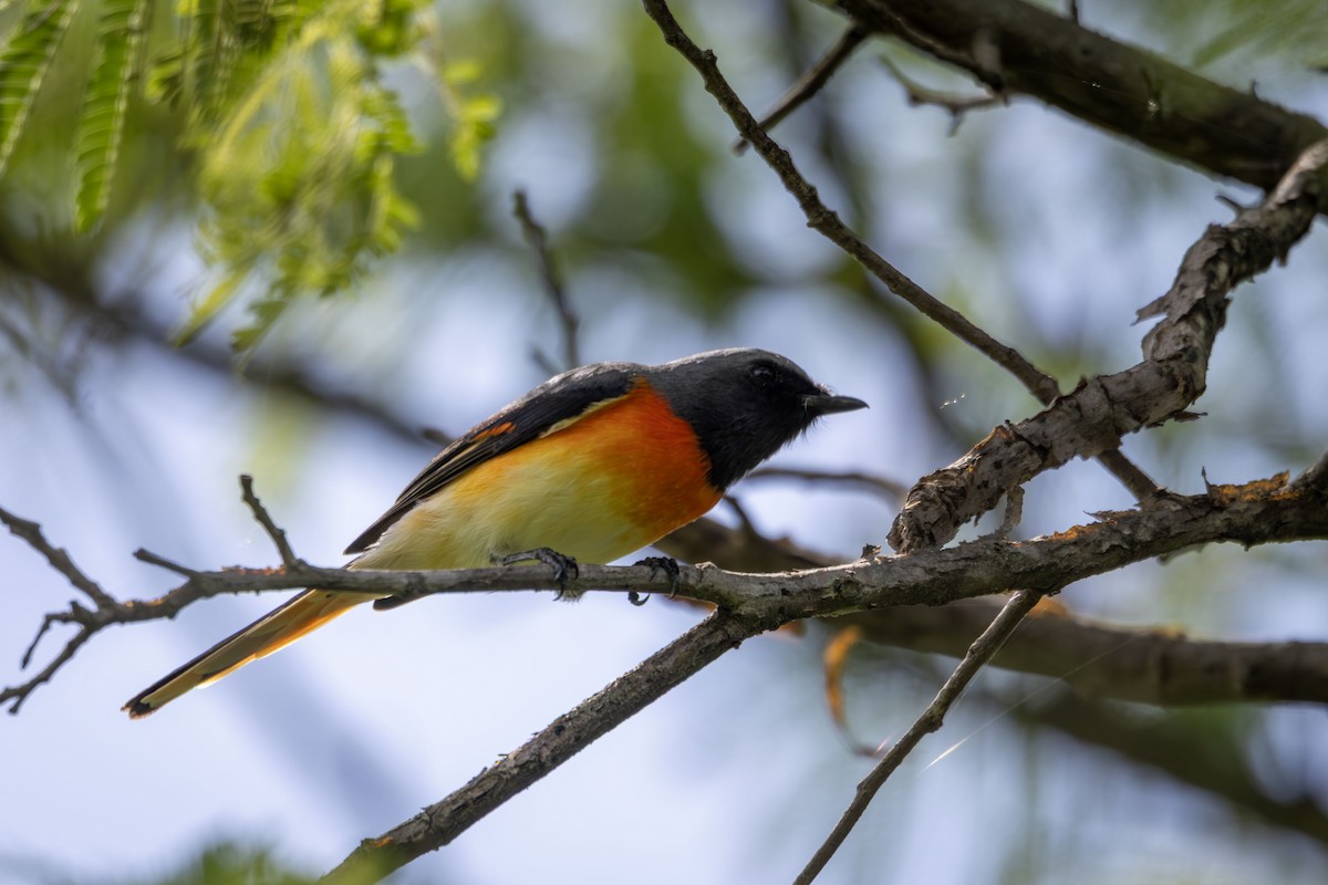 Small Minivet - ML643338404