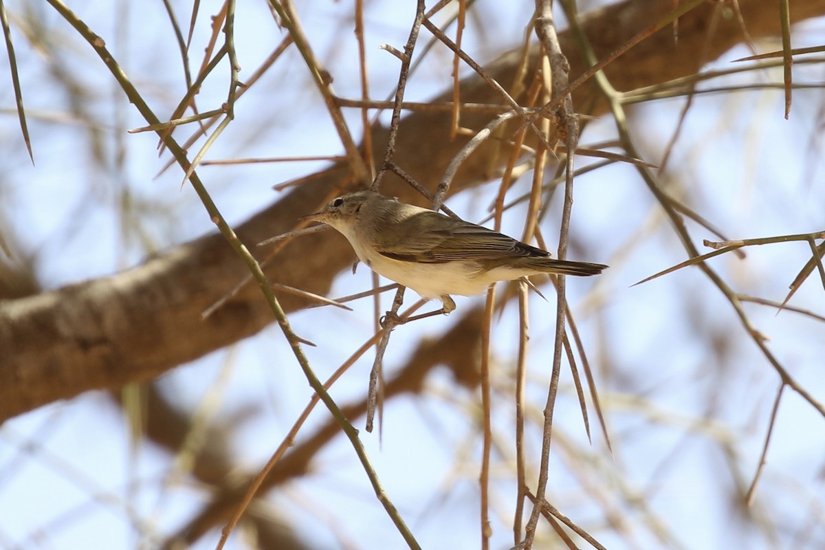 Western Bonelli's Warbler - ML643338408