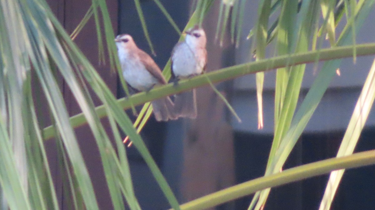 Yellow-vented Bulbul - ML643338426