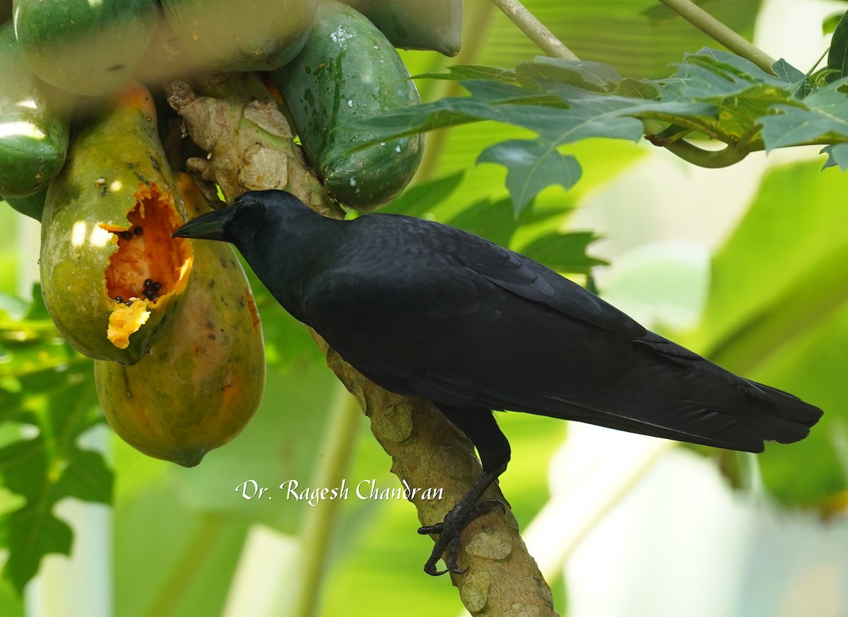 Large-billed Crow - ML643338447