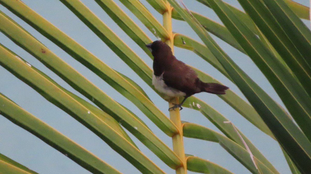 Javan Munia - ML643338459