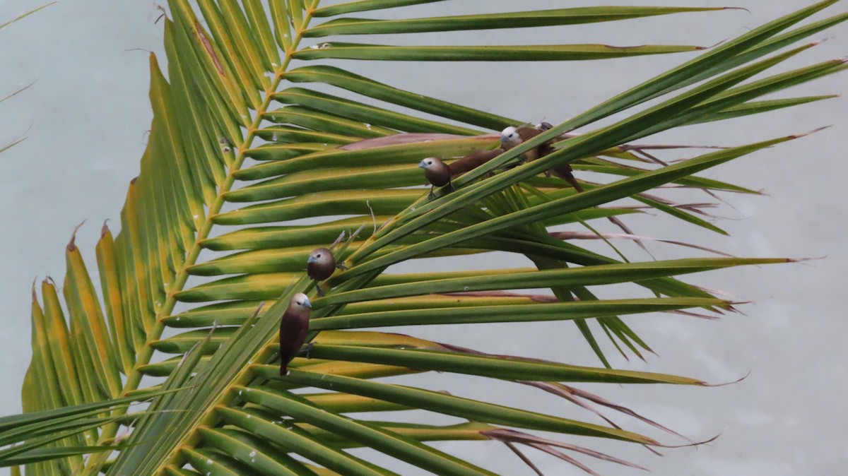 White-headed Munia - ML643338465
