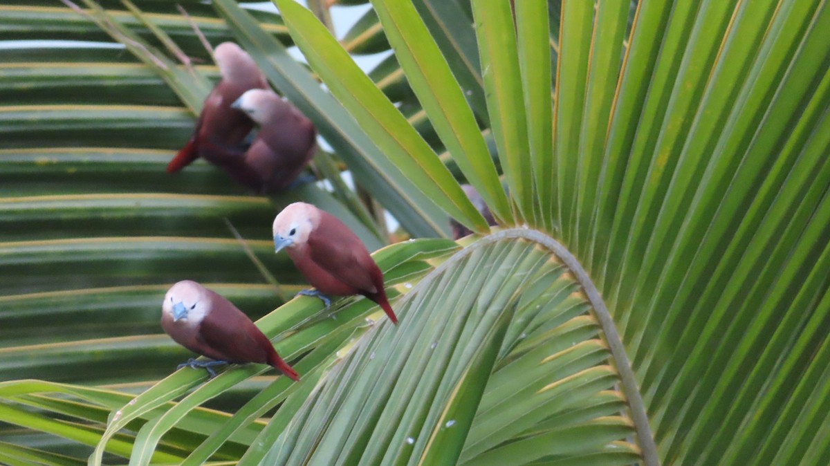 White-headed Munia - ML643338466