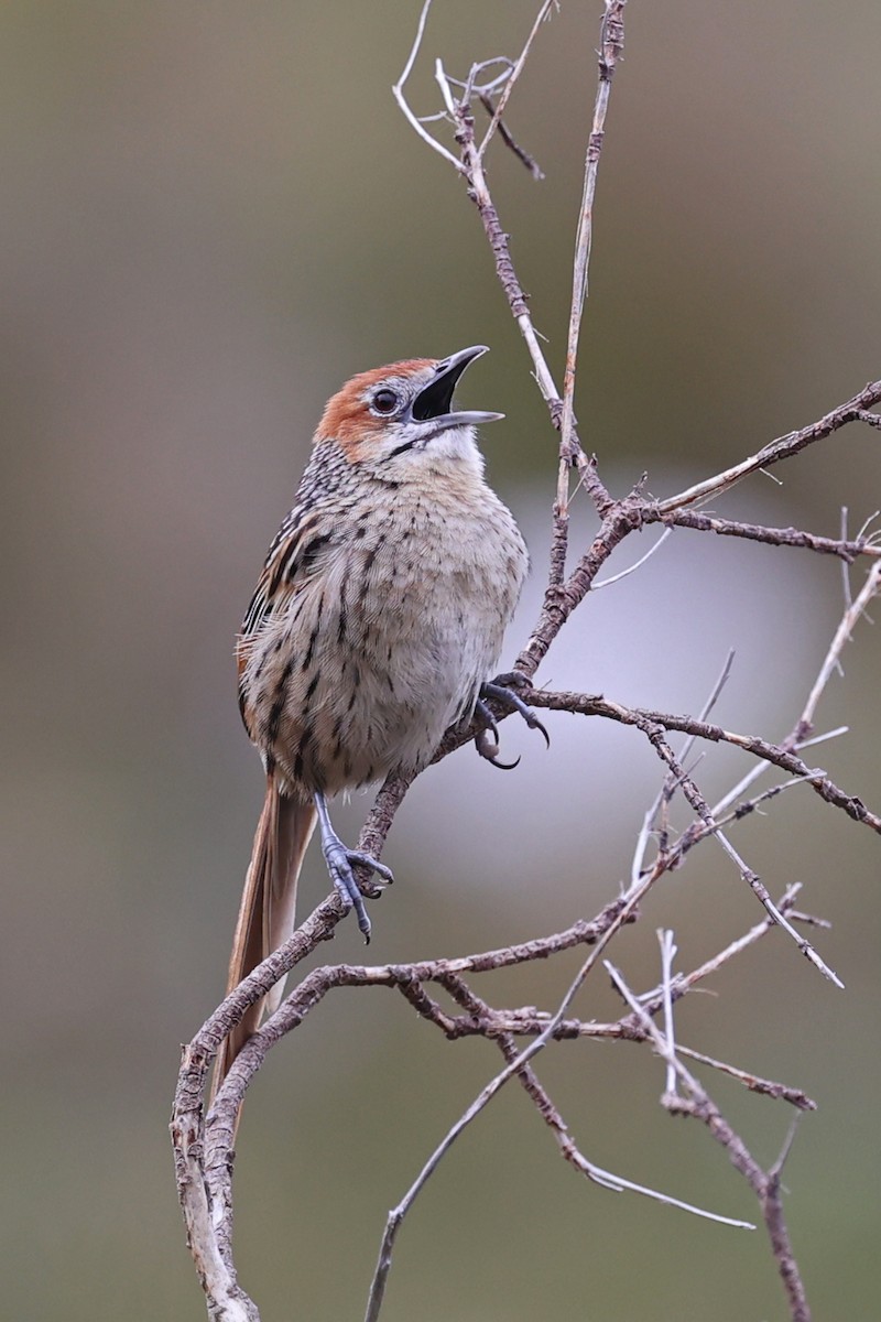 Cape Grassbird - ML643338536