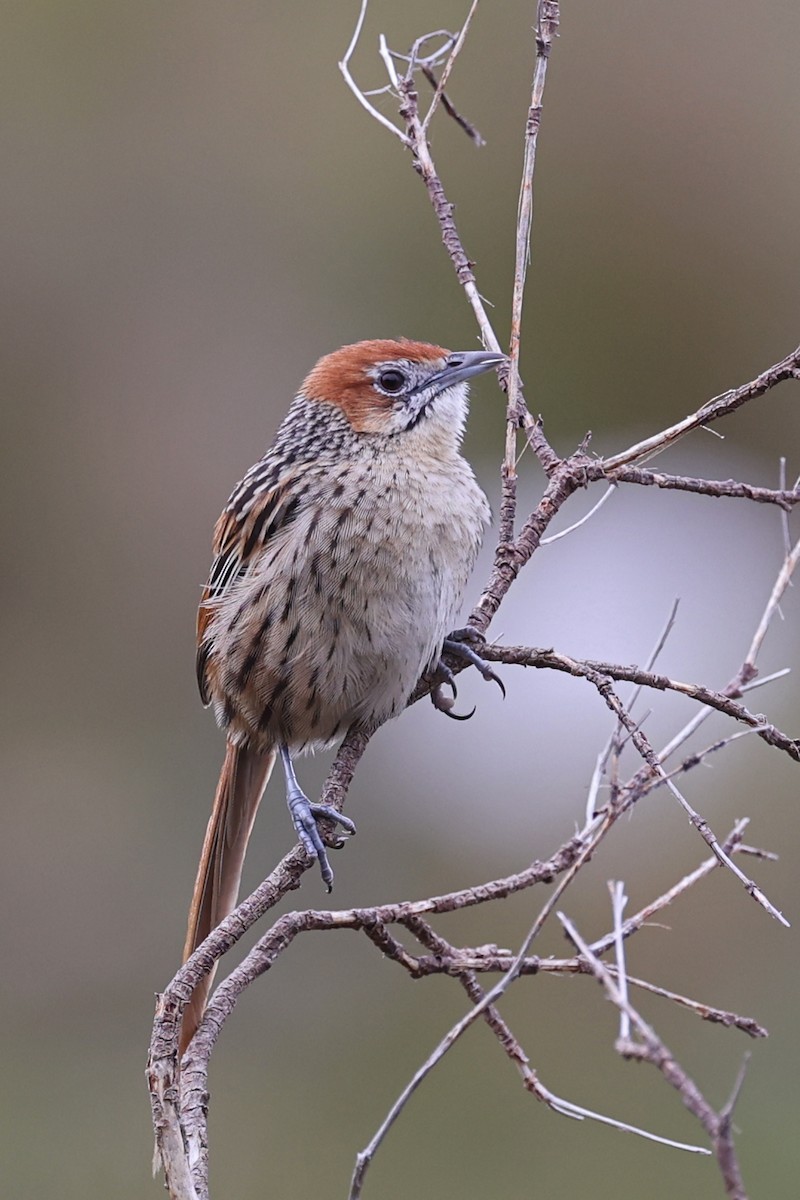 Cape Grassbird - ML643338537