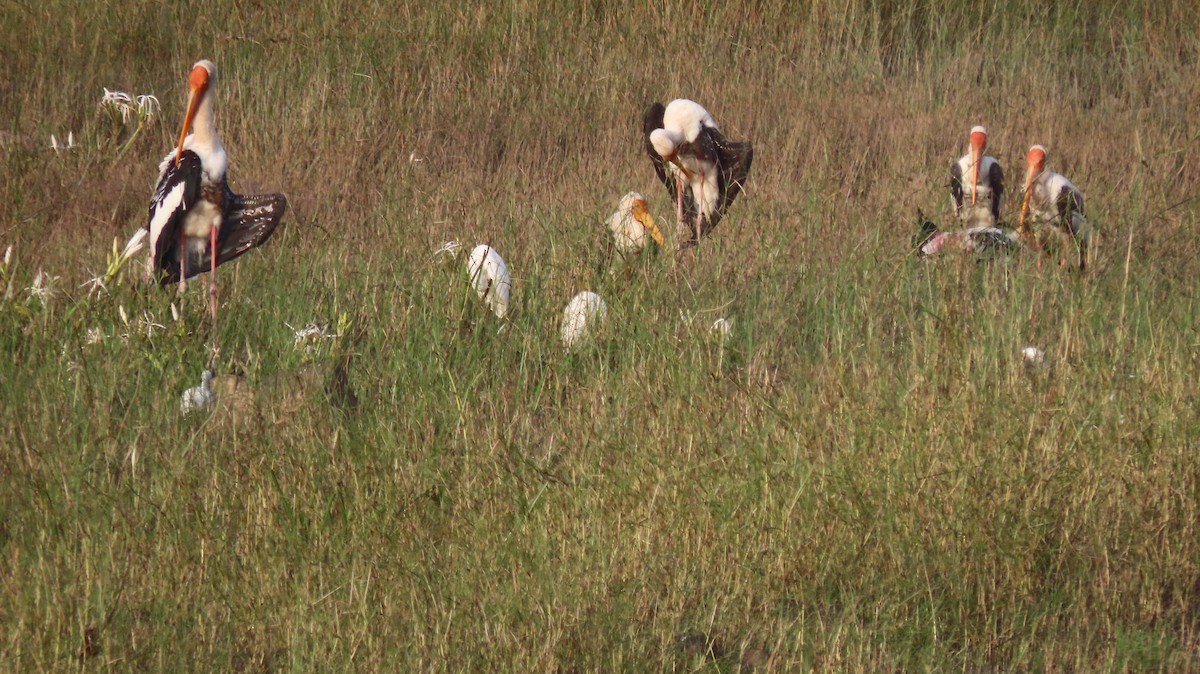 Painted Stork - ML643338542