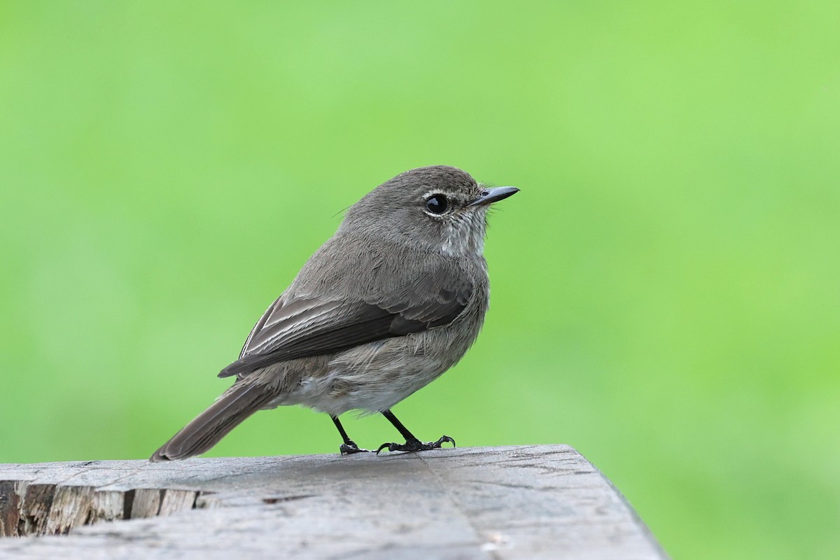 African Dusky Flycatcher - ML643338543