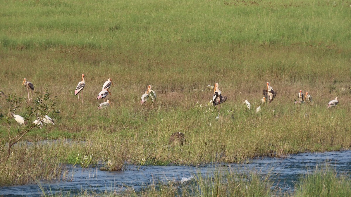 Painted Stork - ML643338544