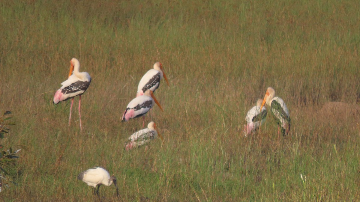 Painted Stork - ML643338546