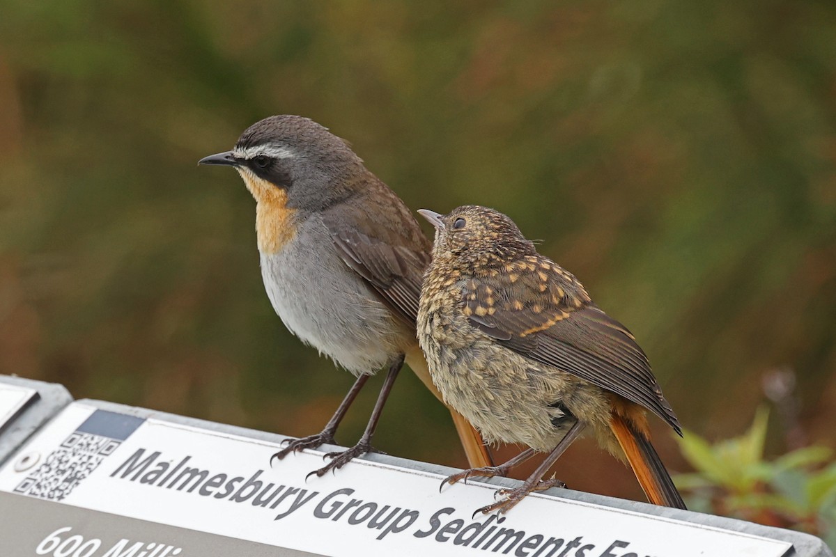 Cape Robin-Chat - ML643338547