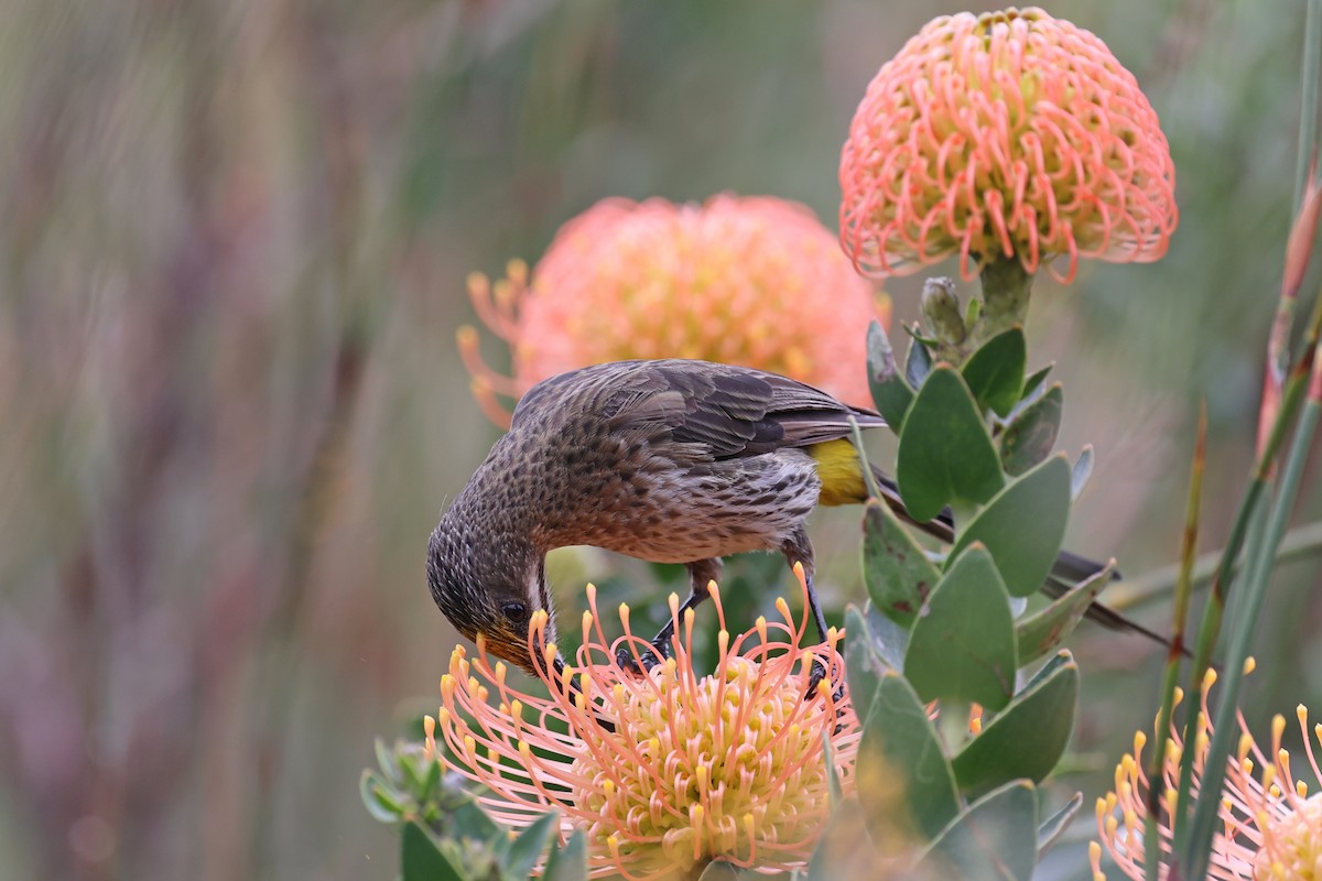 Cape Sugarbird - ML643338549