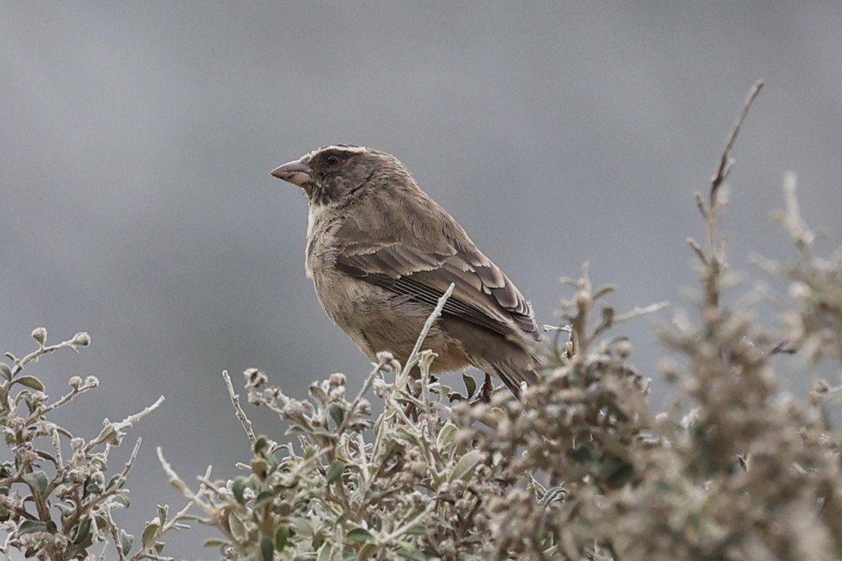 Streaky-headed Seedeater - ML643338551