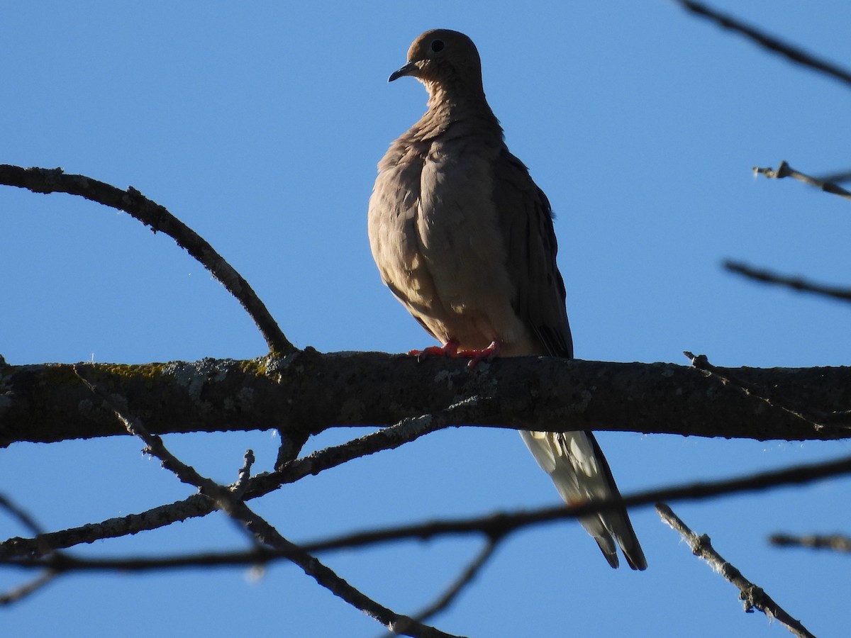 Mourning Dove - ML643338560