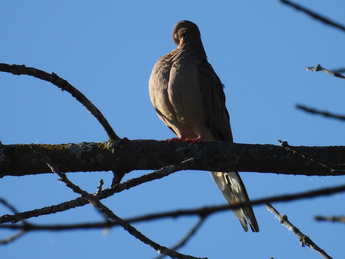 Mourning Dove - ML643338561