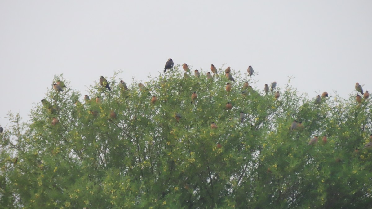 Brahminy Starling - ML643338572