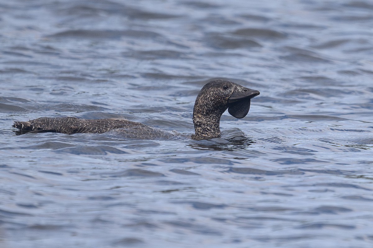 Musk Duck - ML643338575