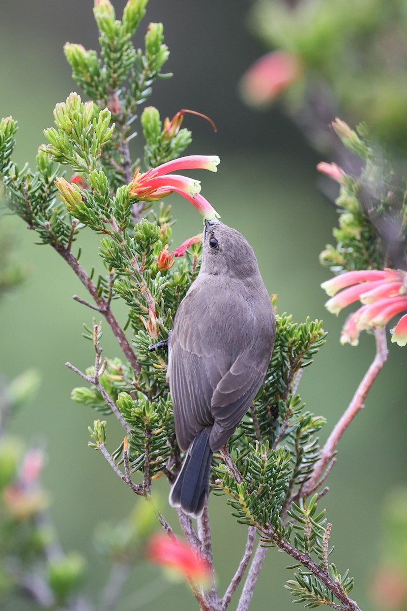 Southern Double-collared Sunbird - ML643338582
