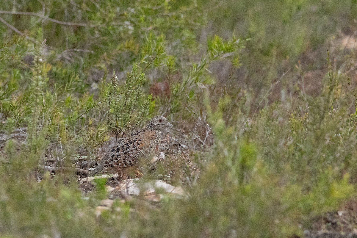 Painted Buttonquail - ML643338639