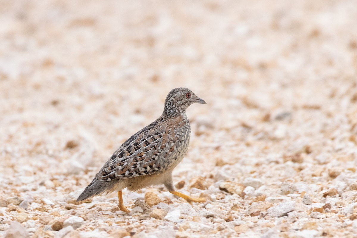 Painted Buttonquail - ML643338640