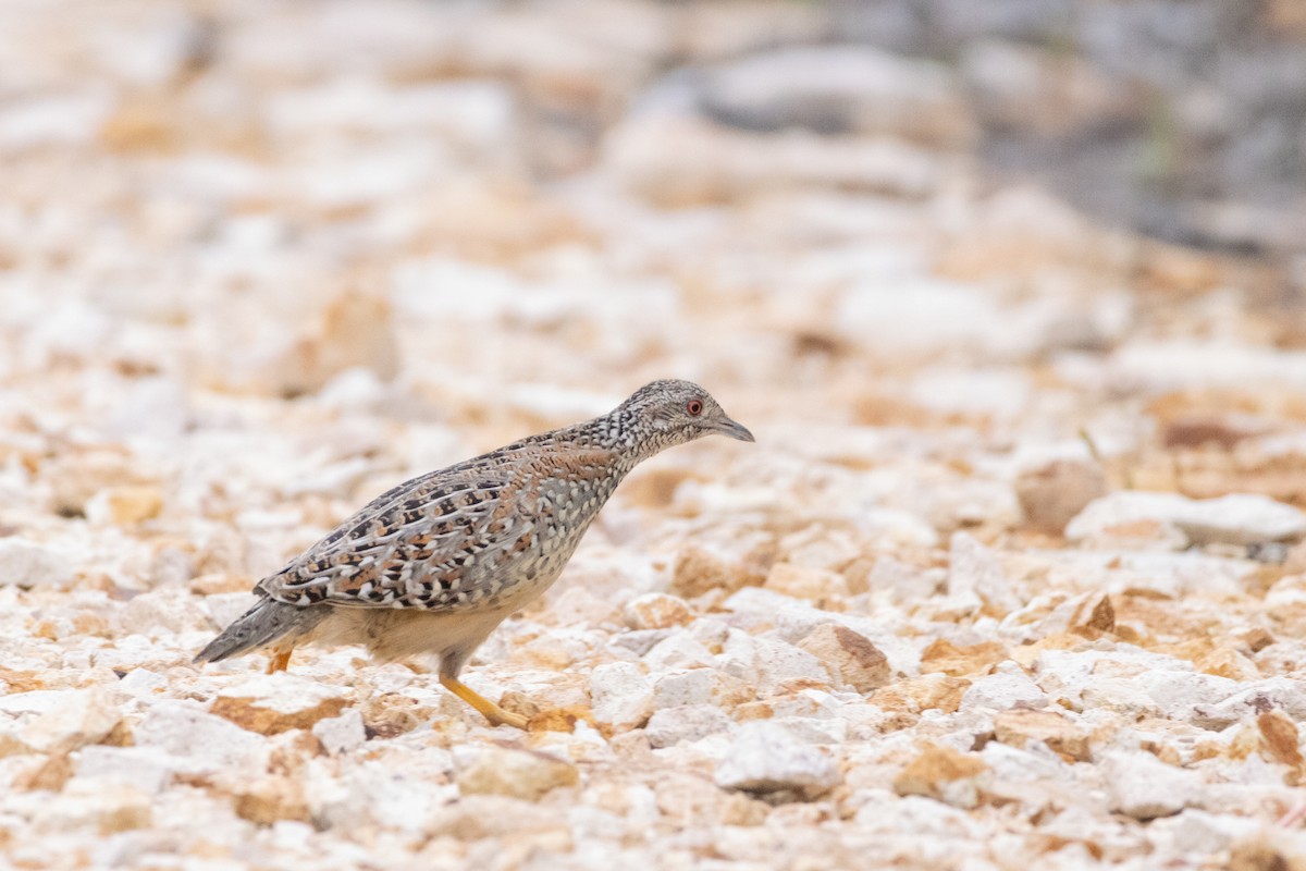 Painted Buttonquail - ML643338641