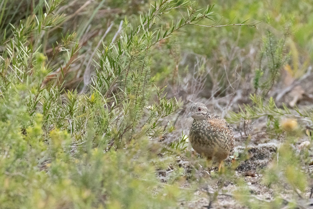 Painted Buttonquail - ML643338642