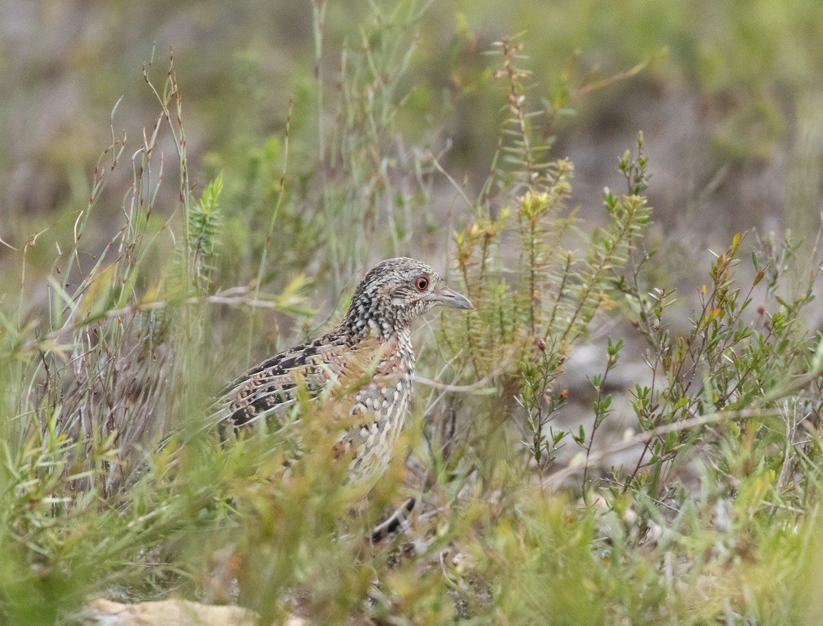Painted Buttonquail - ML643338644