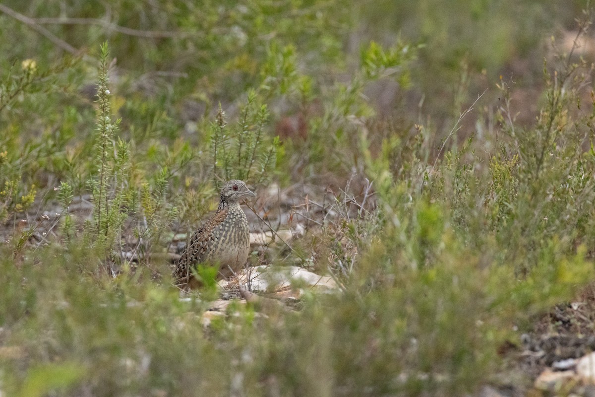 Painted Buttonquail - ML643338645
