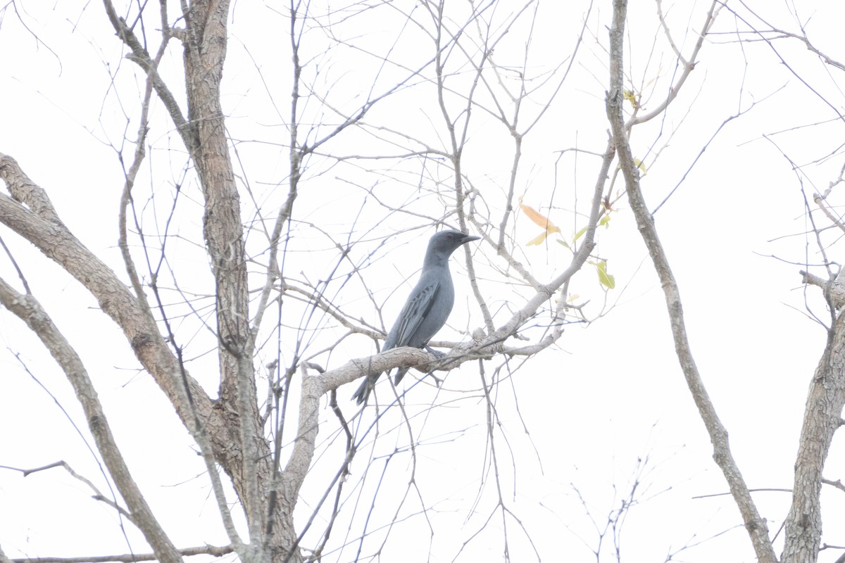 Sahul Cicadabird - ML643338655