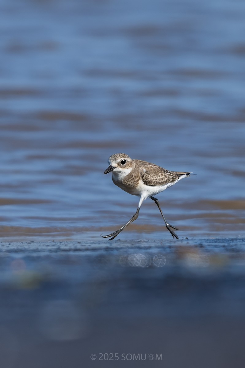 Tibetan Sand-Plover - ML643338664