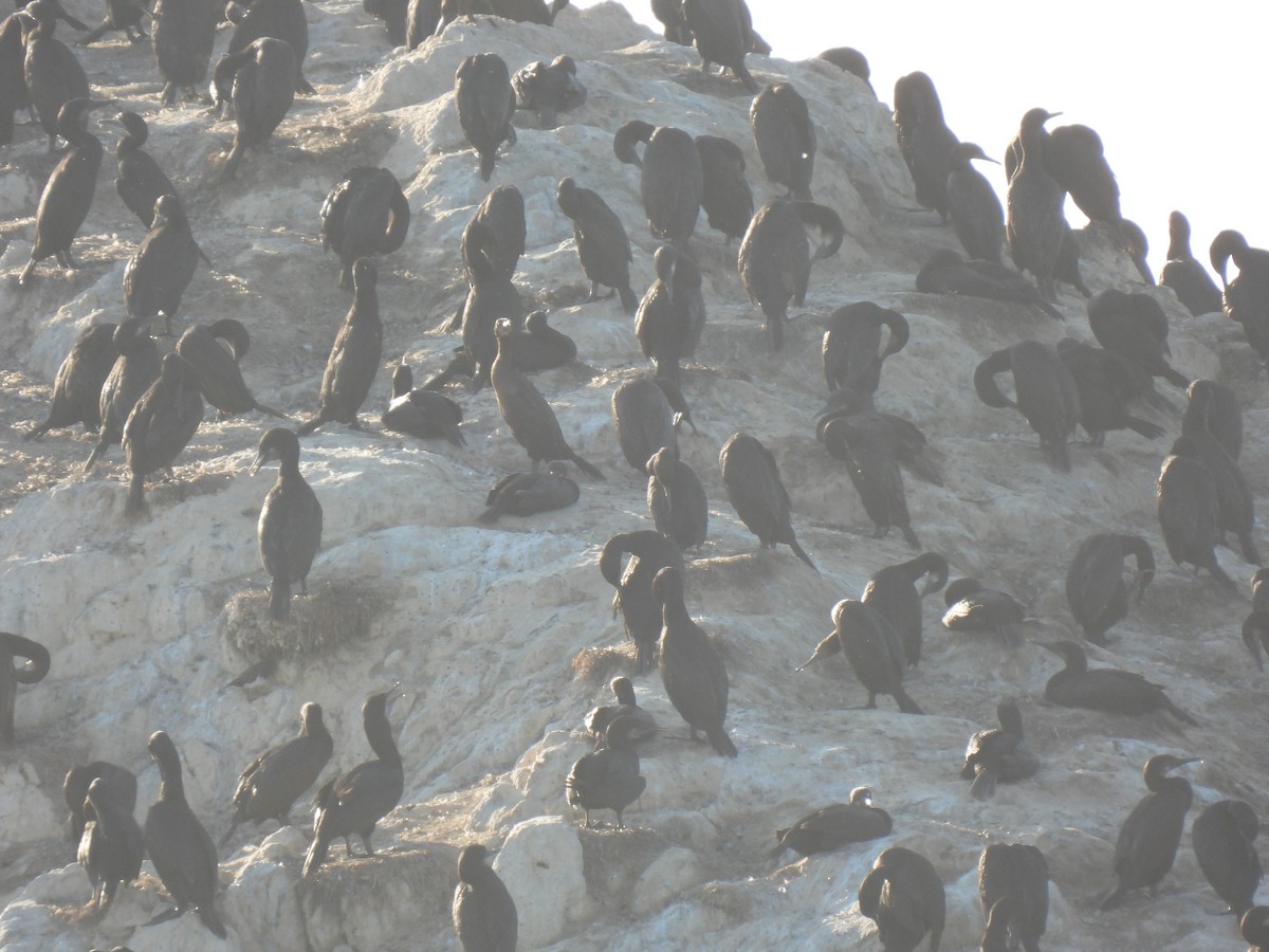 Brandt's Cormorant - ML643338680