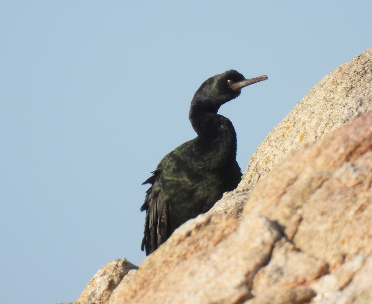 Pelagic Cormorant - ML643338693