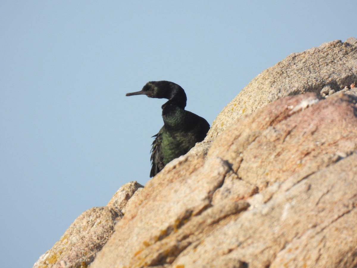 Pelagic Cormorant - ML643338711