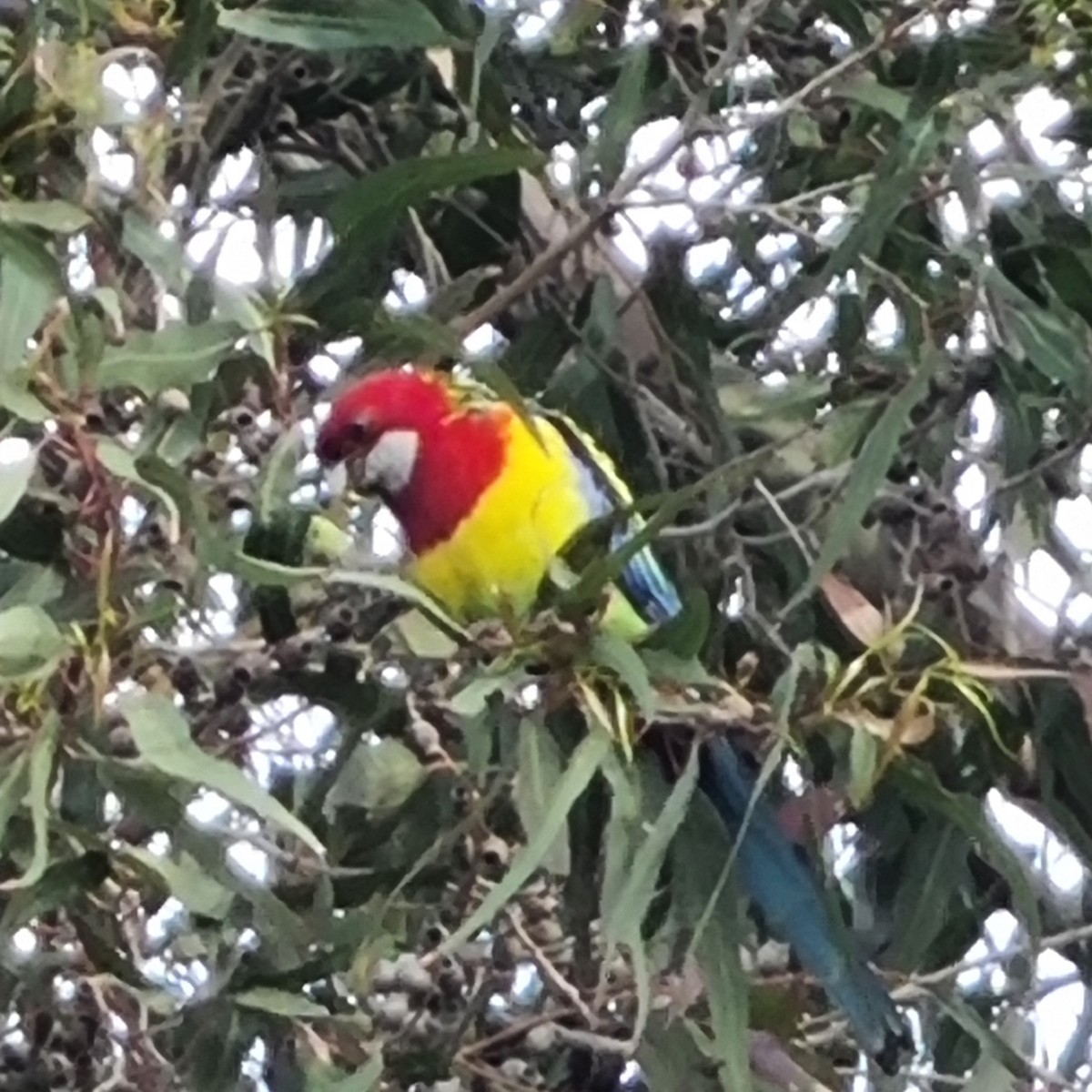 Eastern Rosella - ML643338717