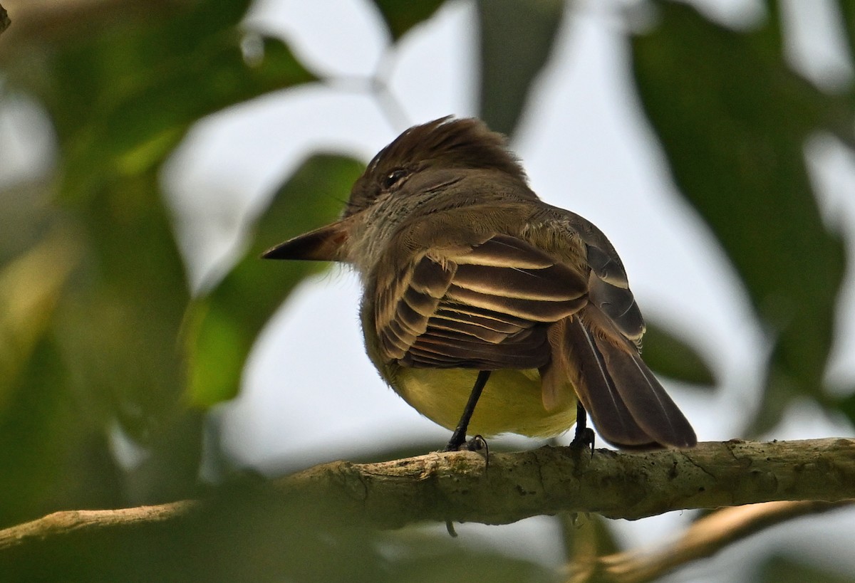 Yellow-bellied Elaenia - ML643338720