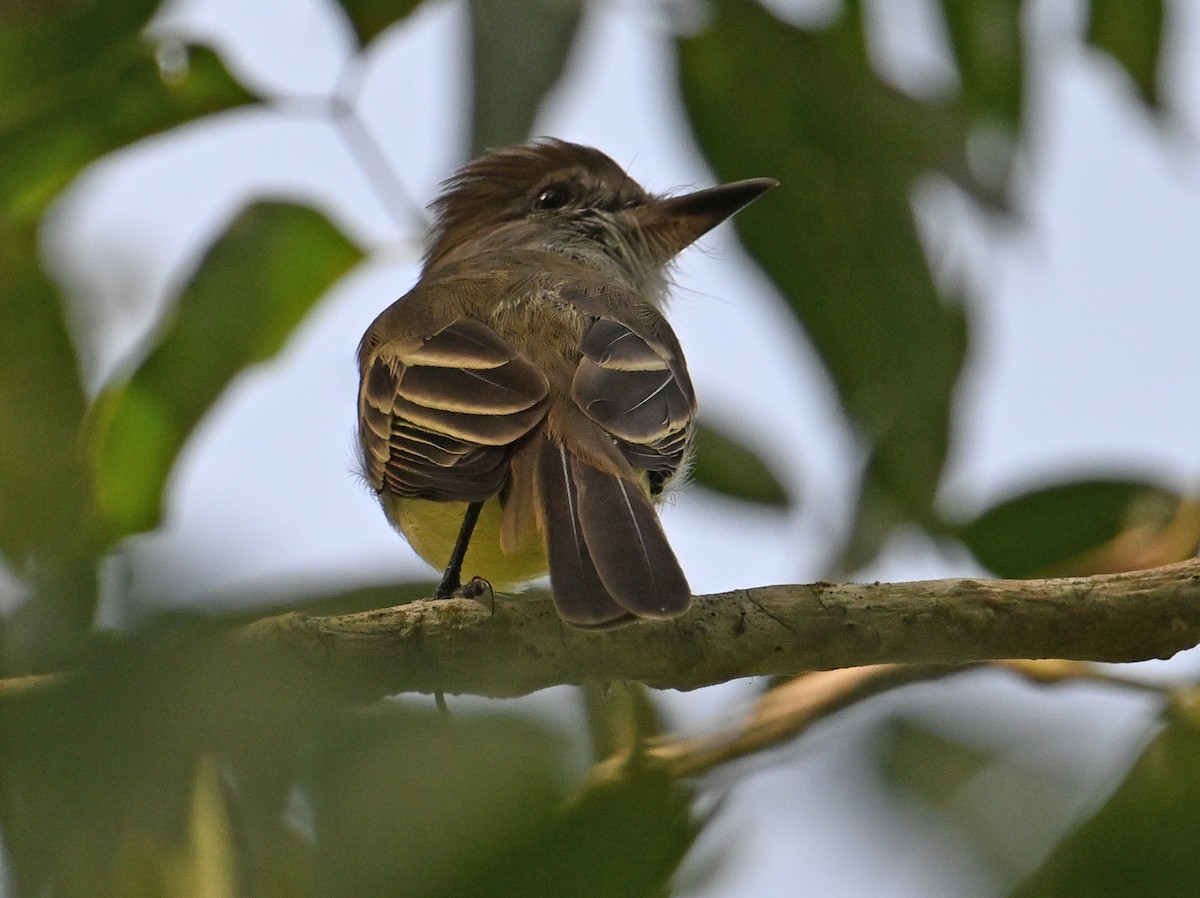 Yellow-bellied Elaenia - ML643338721