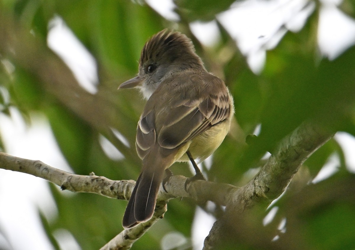 Yellow-bellied Elaenia - ML643338722