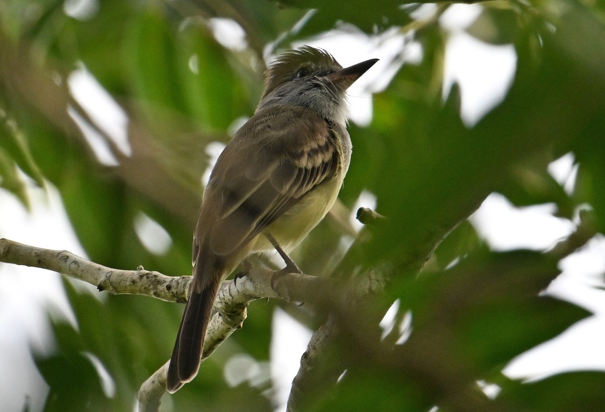 Yellow-bellied Elaenia - ML643338723