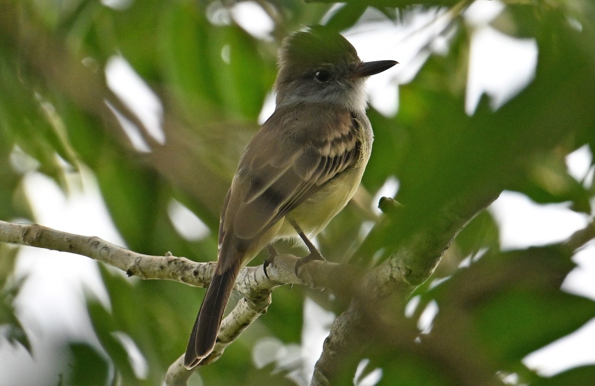 Yellow-bellied Elaenia - ML643338724
