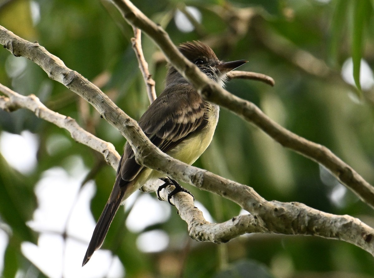 Yellow-bellied Elaenia - ML643338725