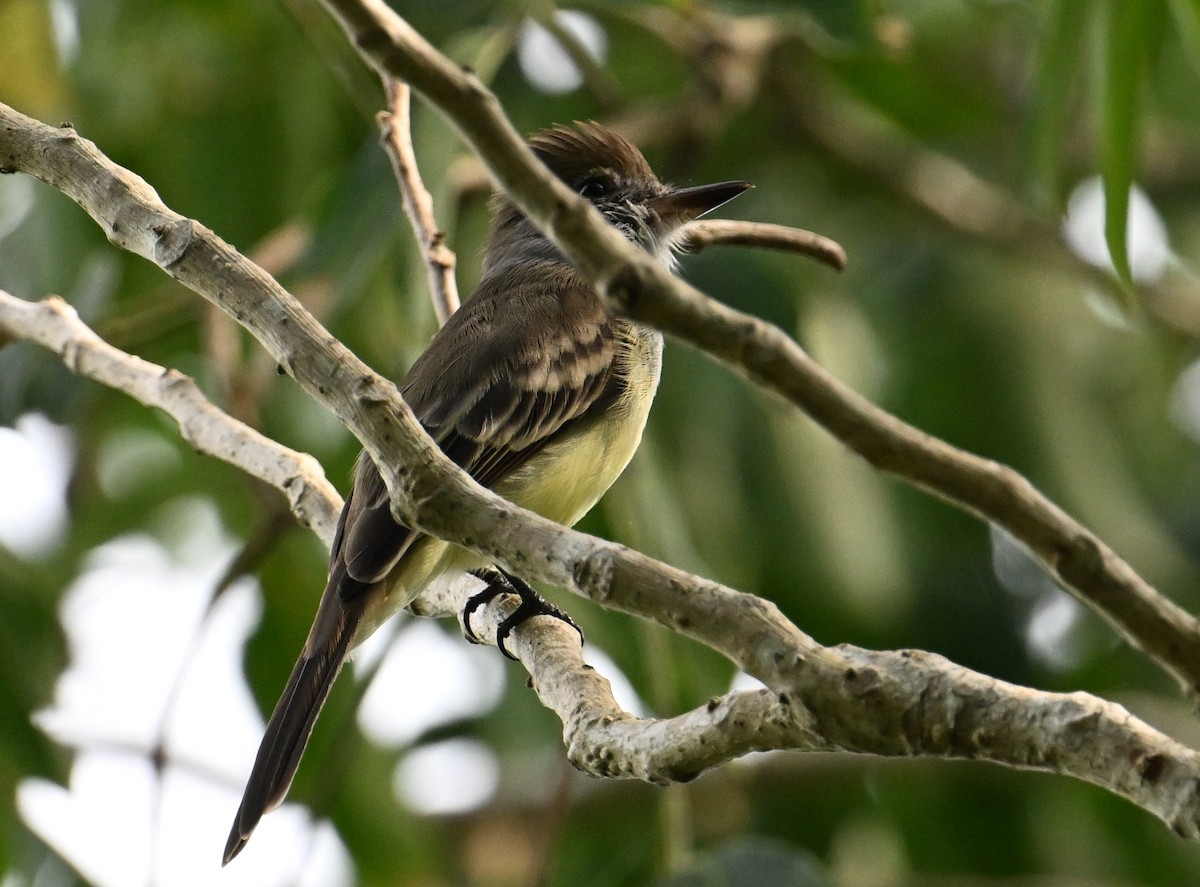 Yellow-bellied Elaenia - ML643338726