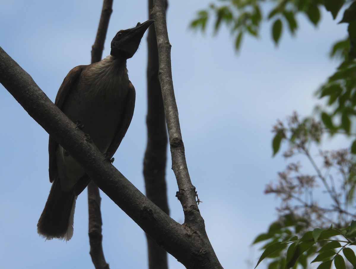 Noisy Friarbird - ML643338729